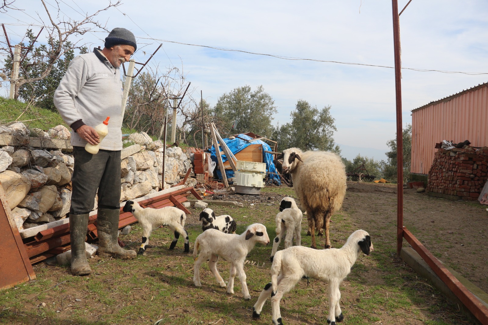 Manisa'da Koyun Tek Batında 5 Kuzu Doğurdu (2)