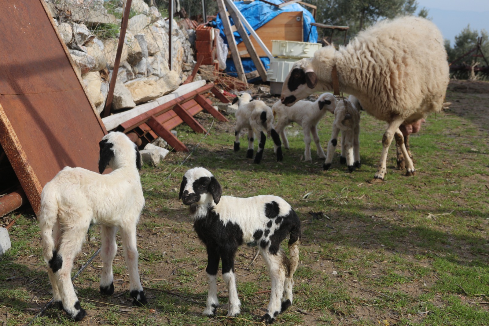 Manisa'da Koyun Tek Batında 5 Kuzu Doğurdu (3)