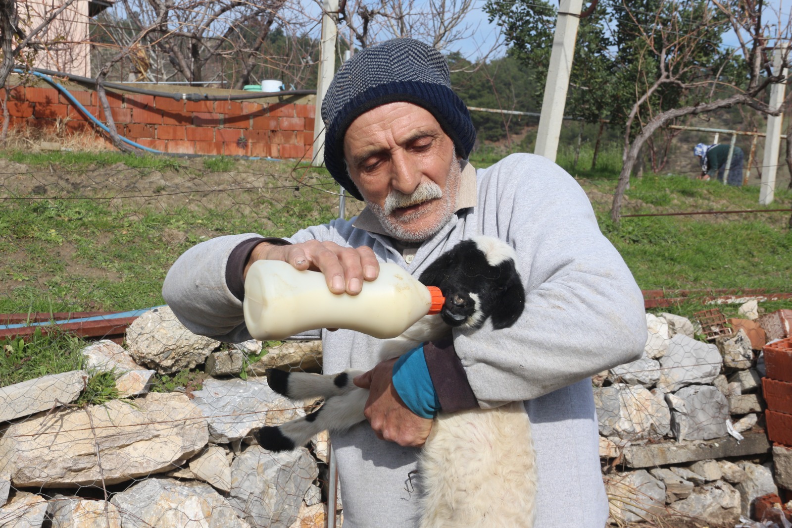 Manisa'da Koyun Tek Batında 5 Kuzu Doğurdu (5)