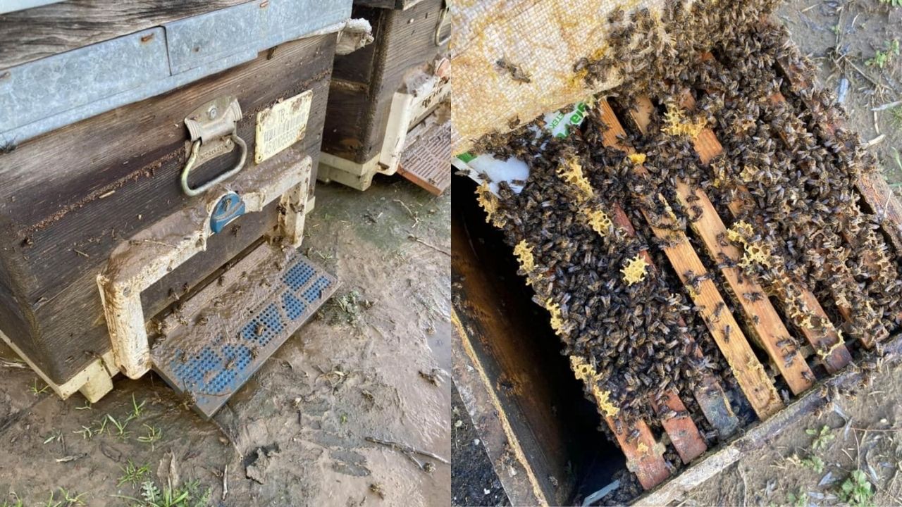 Salihli’de Sel Felaketi Hayvancılığı Da Vurdu .1.1