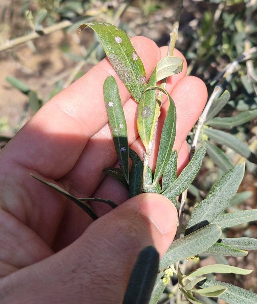 Saruhanlı İlçe Tarım Ve Orman Müdürlüğü, (2)
