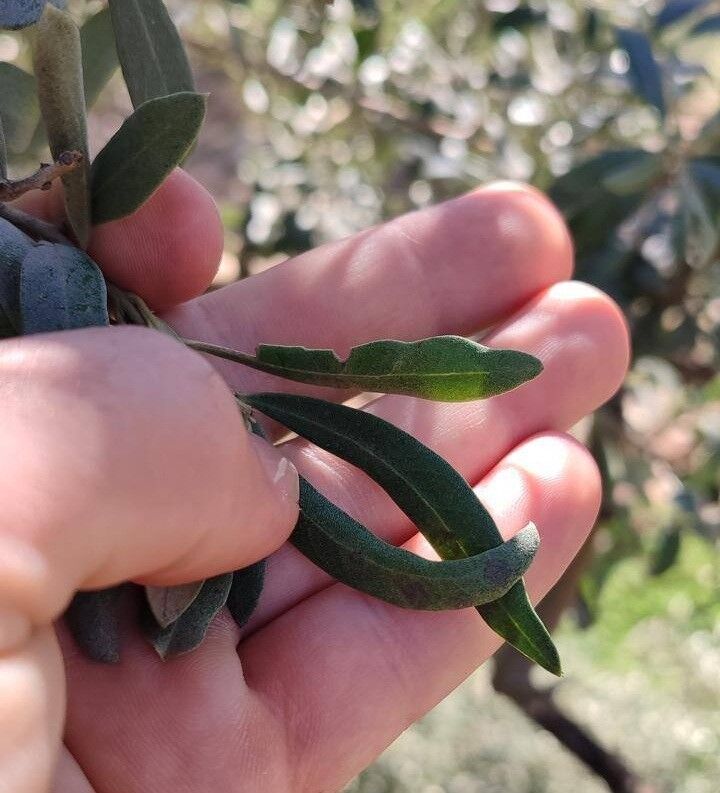 Saruhanlı İlçe Tarım Ve Orman Müdürlüğü, (3)