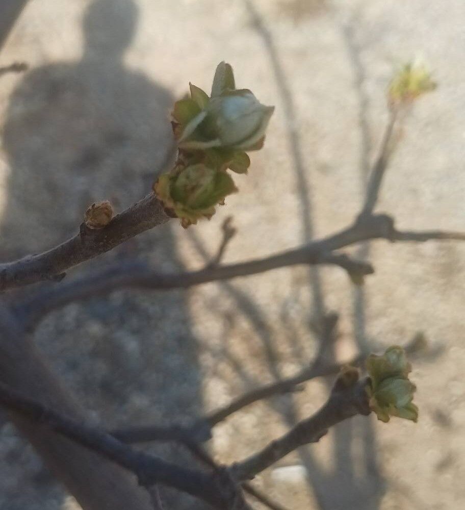 Manisa'da üreticilere kritik uyarı: Önemli bir hastalık!-.1.1