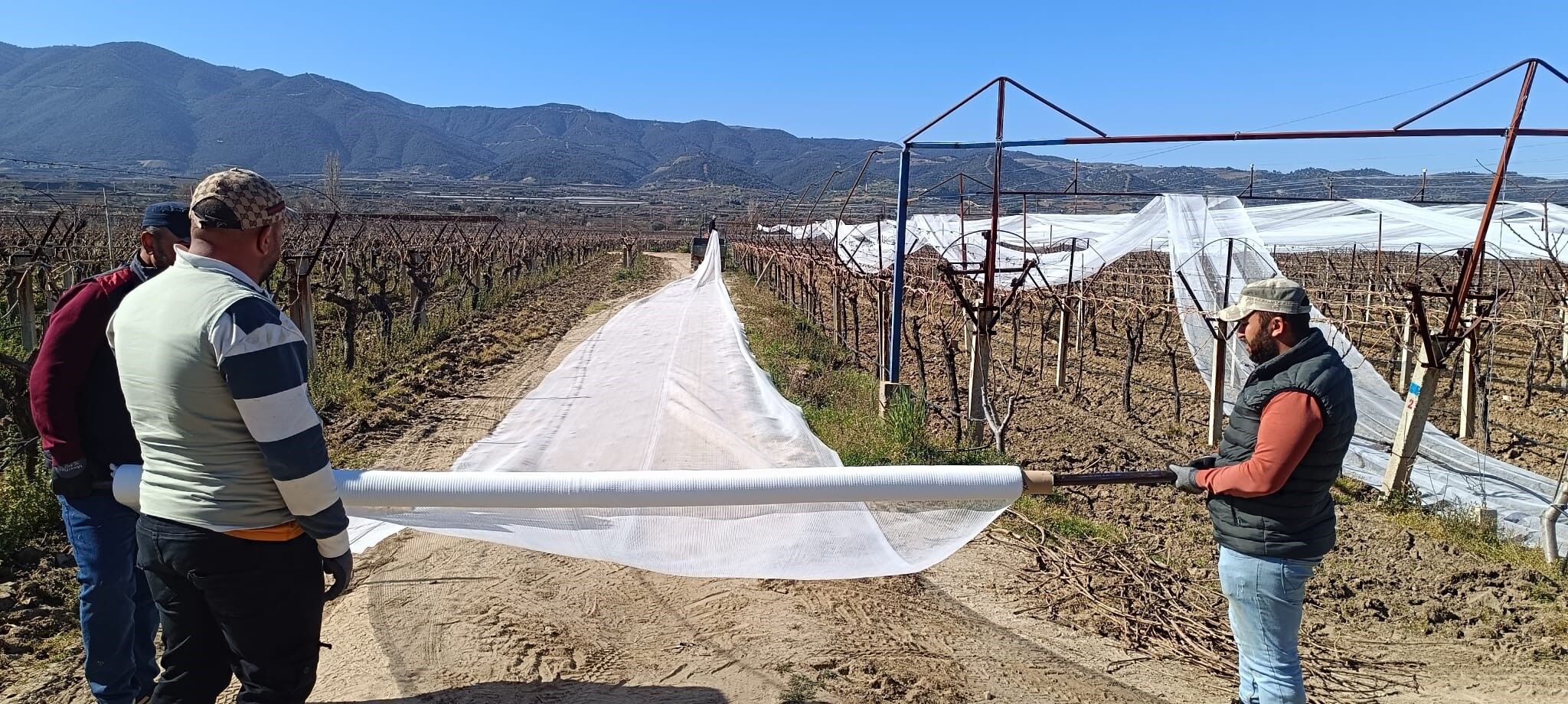 Sarıgöl’de bağlar fileyle kapatılıyor