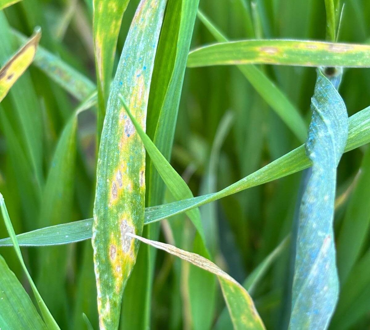 Manisa'da üreticilere önemli uyarı: 'Septorya'-.2.2.1