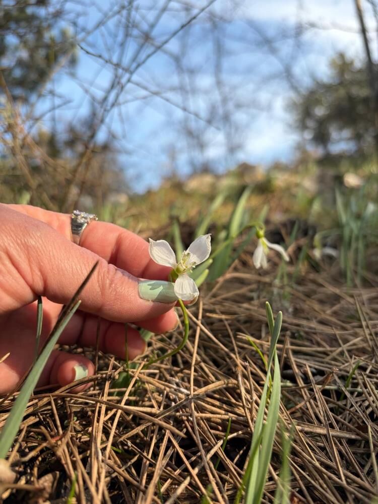 Manisa'da Baharın Habercisi Kardelenler Yeniden Açtı-1