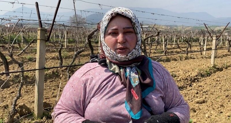 Alaşehir'de sular çekildi: Bağlarda çalışmalar hızlandı