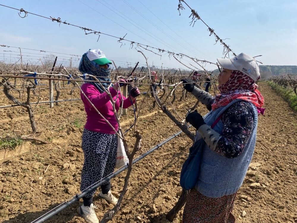 Alaşehir'de sular çekildi: Bağlarda çalışmalar hızlandı