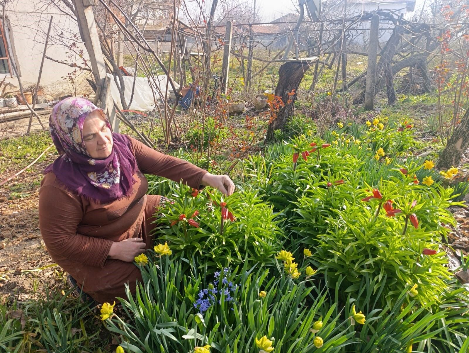 Manisa Lalesi'ne rakip bir başka Ege şehrinden çıktı-.1.2