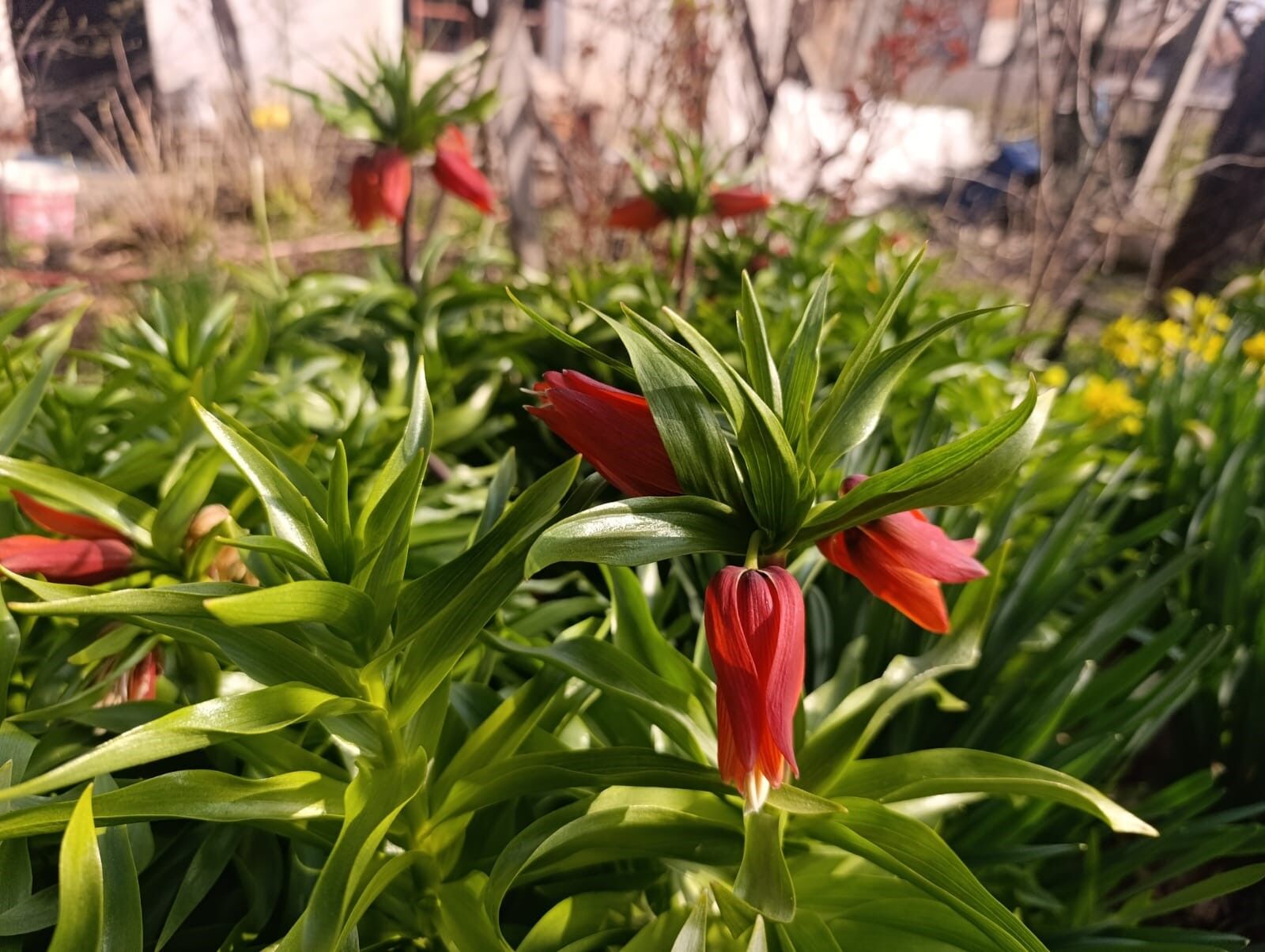 Manisa Lalesi'ne rakip bir başka Ege şehrinden çıktı-.3.1