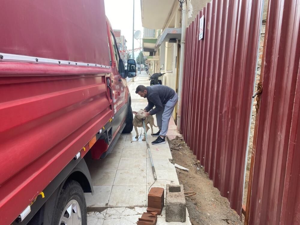 Manisa'da Köpek Ekiplerin Yardımıyla Özgürlüğüne Kavuştu