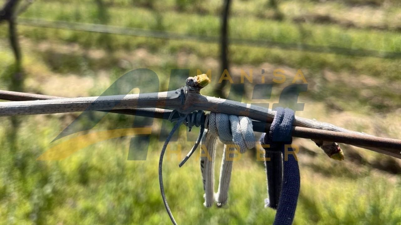 Sarıgöl'de bağlar erken açıldı: Üretici tedirgin