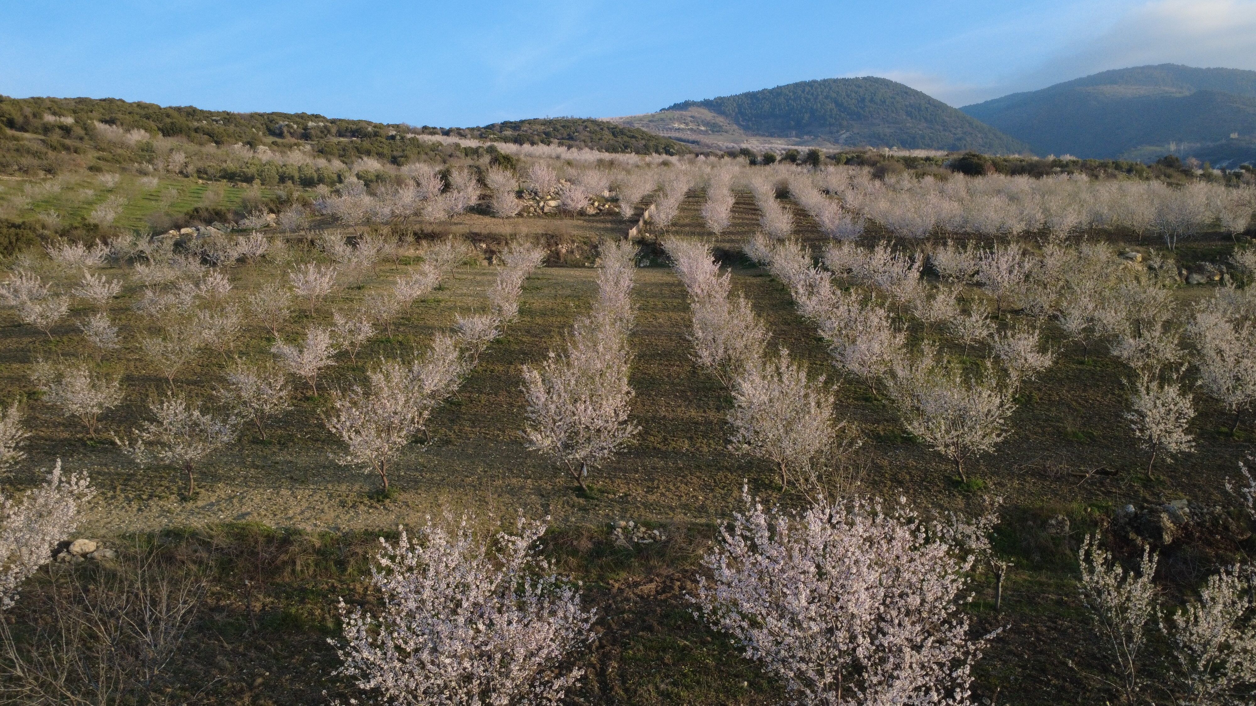 Demirci Görsel Şölen (2)