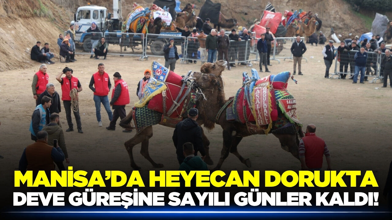 Manisa'da deve güreşi heyecanı: İşte detaylar
