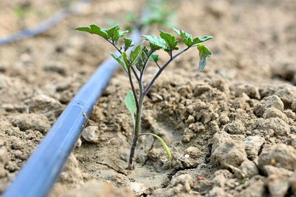 Manisa'da üreticiye can suyu: Yüzde 75 hibeli-5.2