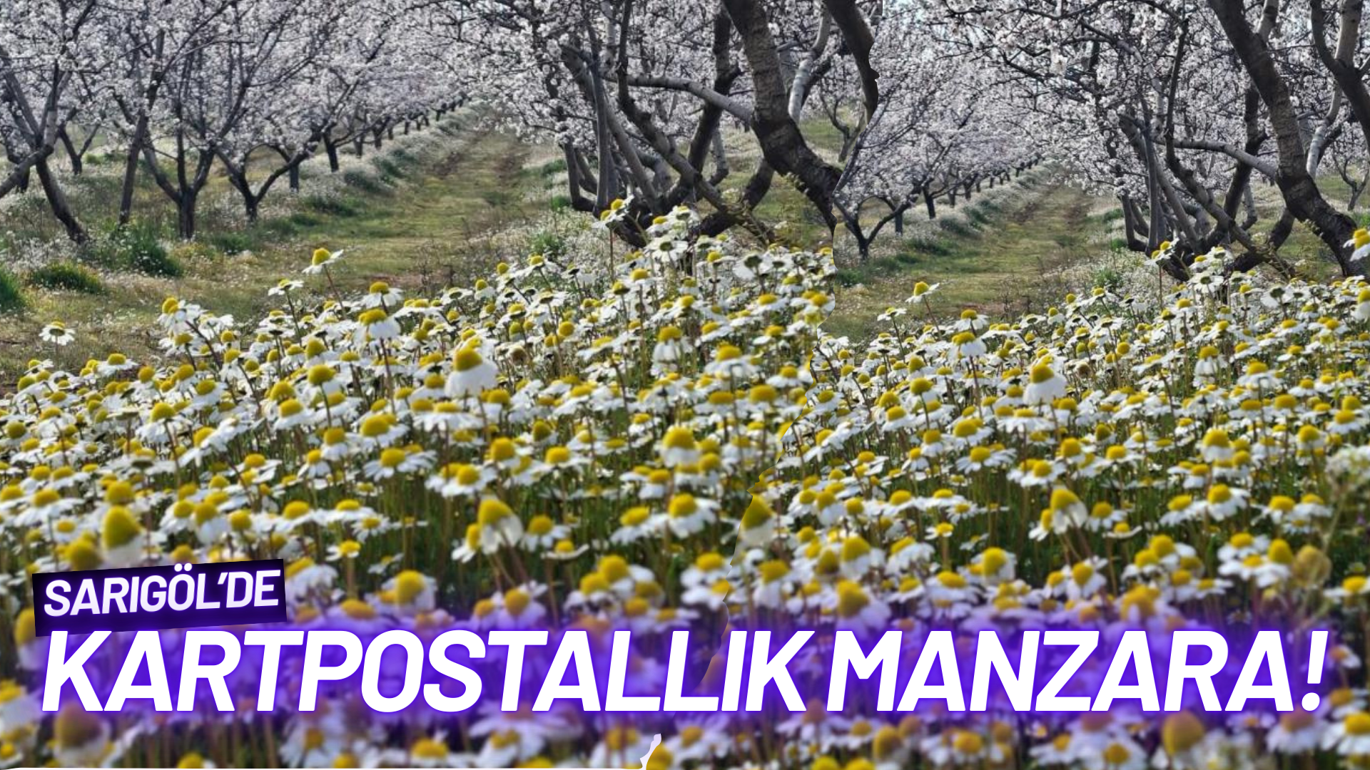 Sarıgöl'de kartpostallık manzara!