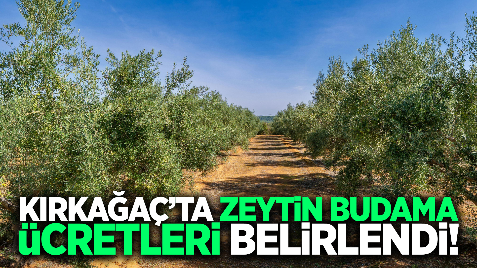 Kırkağaç'ta zeytin budama ücretleri açıklandı!