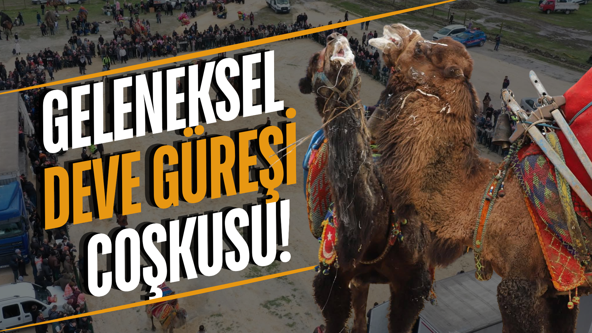 Manisa'da deve güreşi heyecanı!
