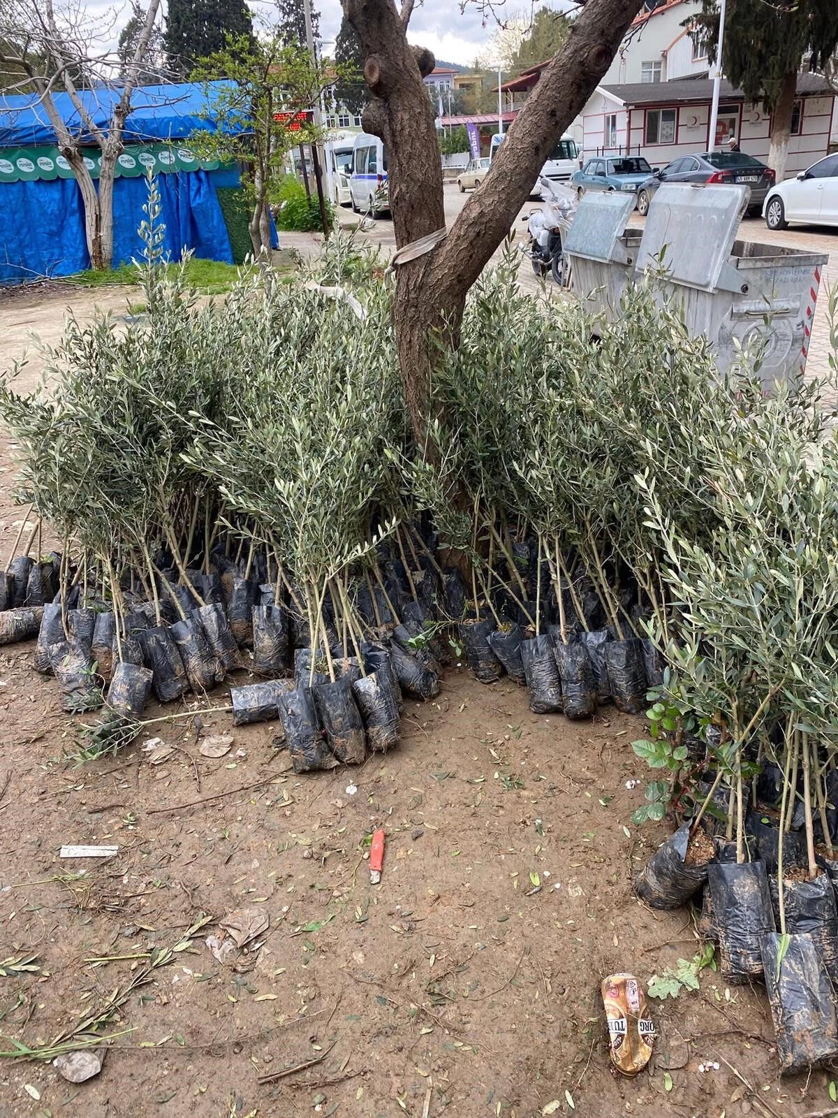 Sarıgöl'de Trilye Zeytinine Talep Artıyor! (2)