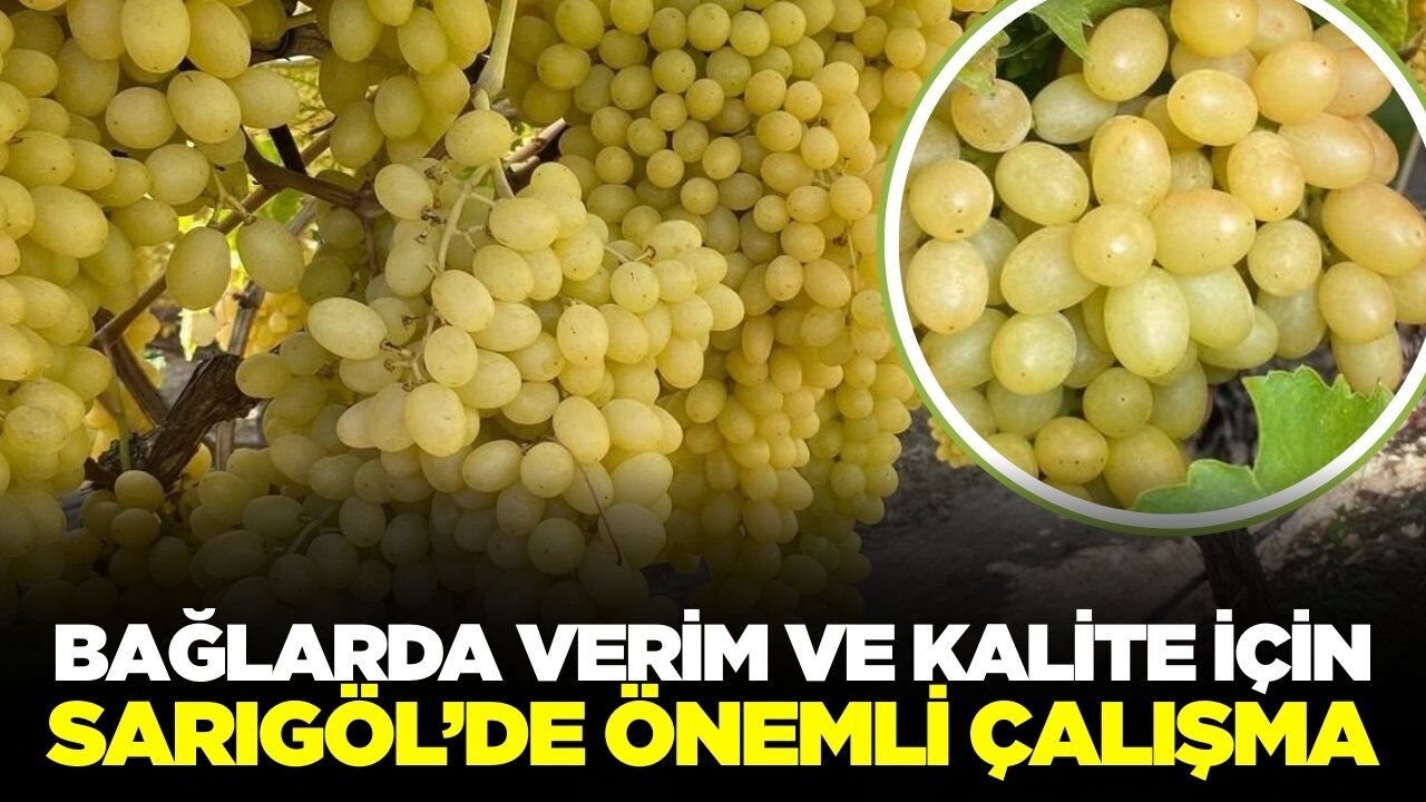 Sarıgöl’de üzüm üreticilerini yakından ilgilendiren çalışma