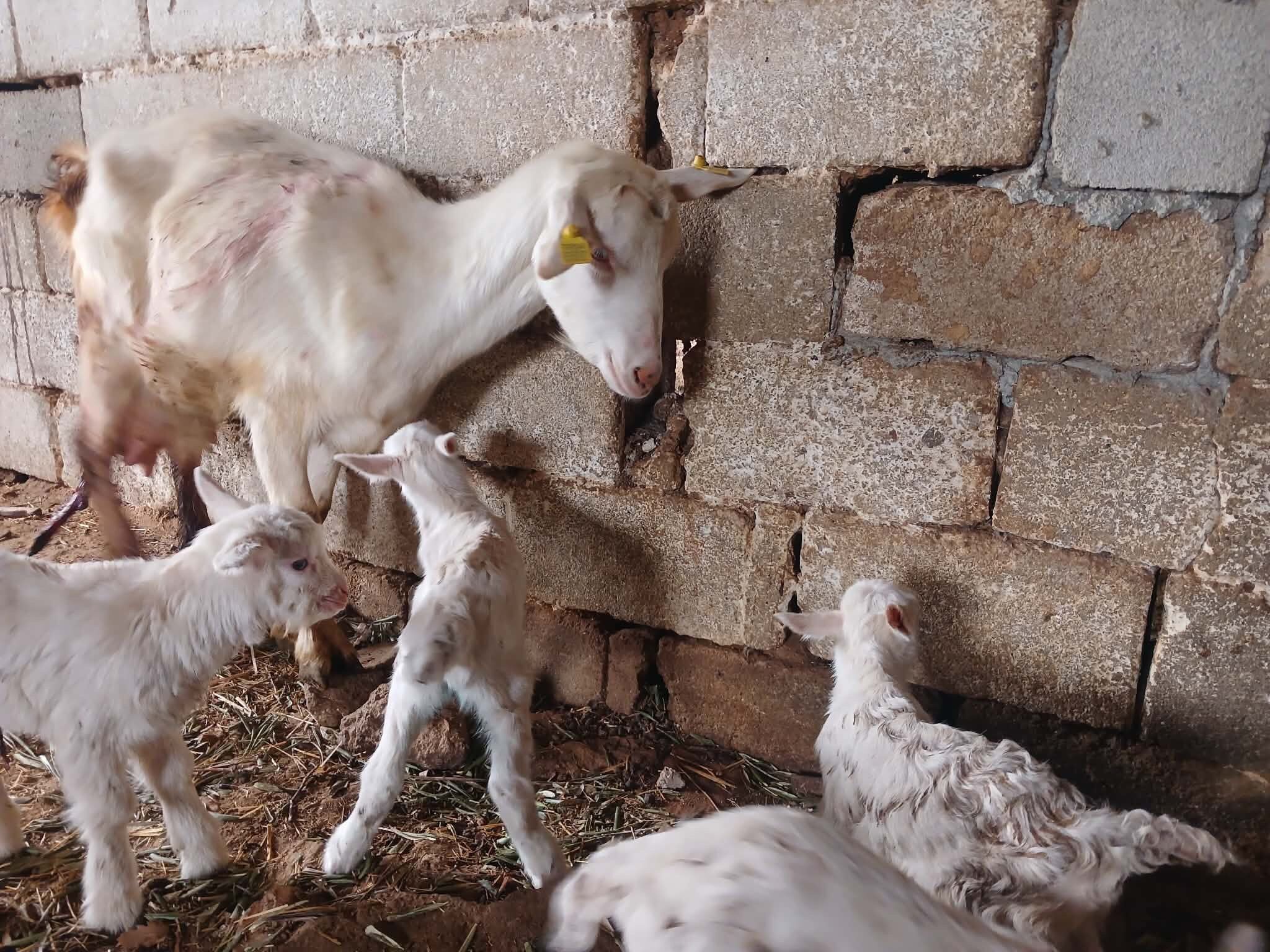 Sarıgöllü Yetiştiricinin Yüzü Güldü Mahalleli Akın Etti! (4)