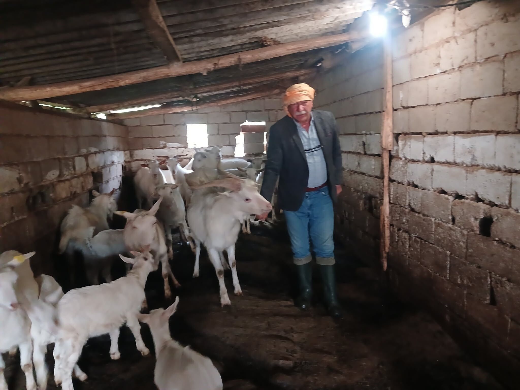 Sarıgöllü Yetiştiricinin Yüzü Güldü Mahalleli Akın Etti! (5)