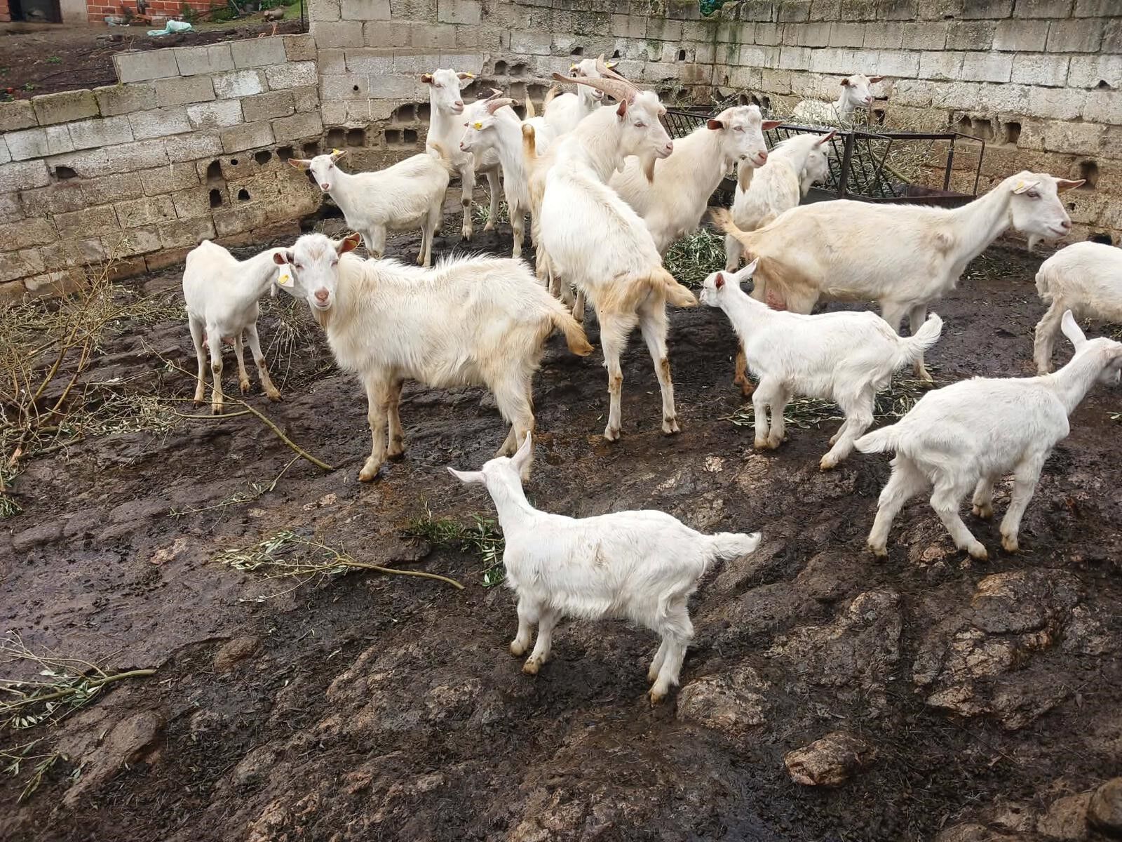 Sarıgöllü Yetiştiricinin Yüzü Güldü Mahalleli Akın Etti! (6)