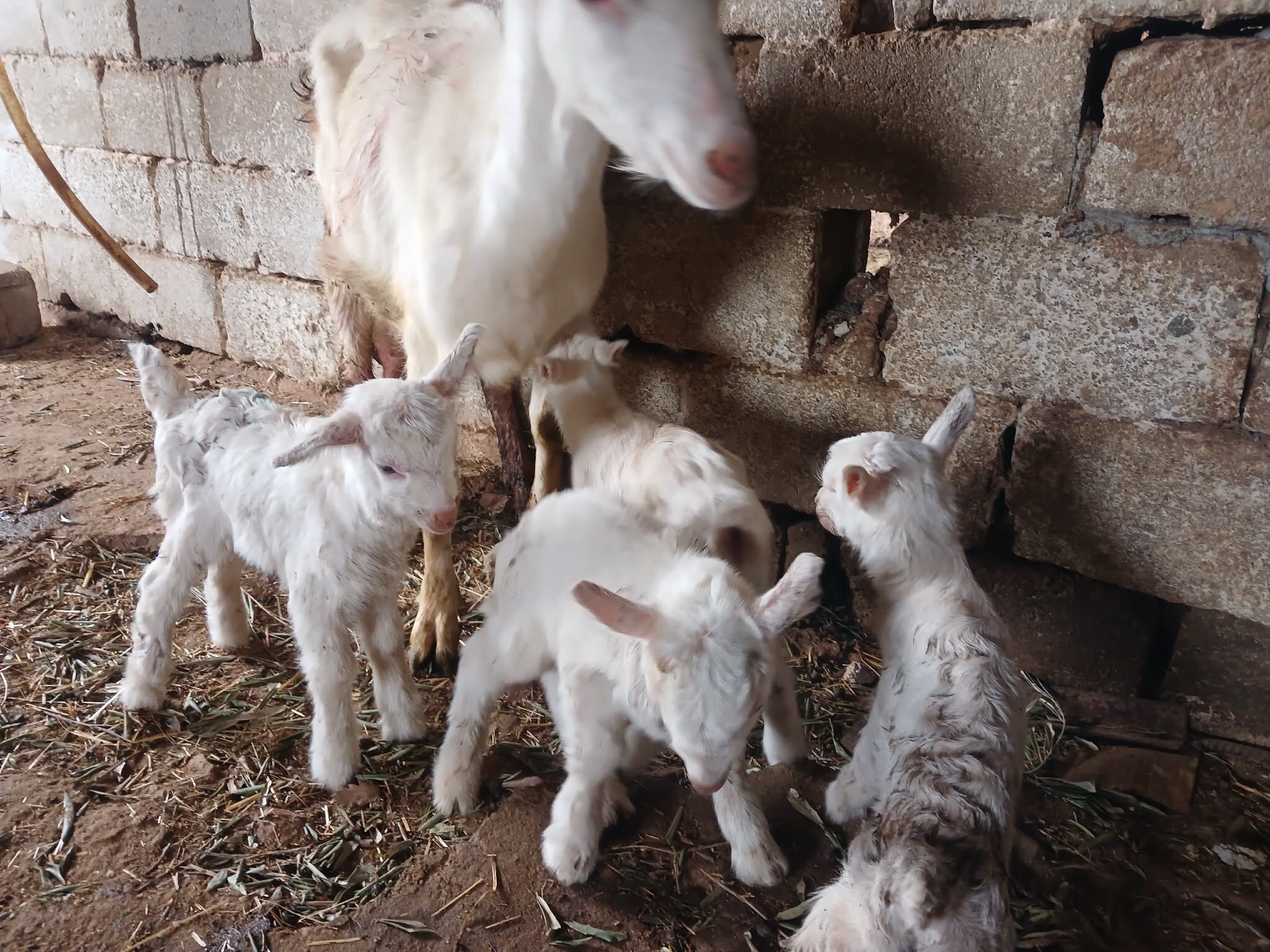 Sarıgöllü Yetiştiricinin Yüzü Güldü Mahalleli Akın Etti! (7)