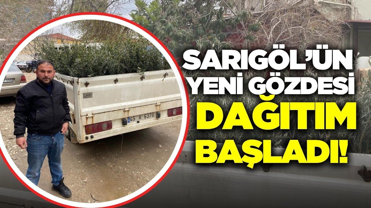 Sarıgöl'de Trilye Zeytinine talep artıyor!