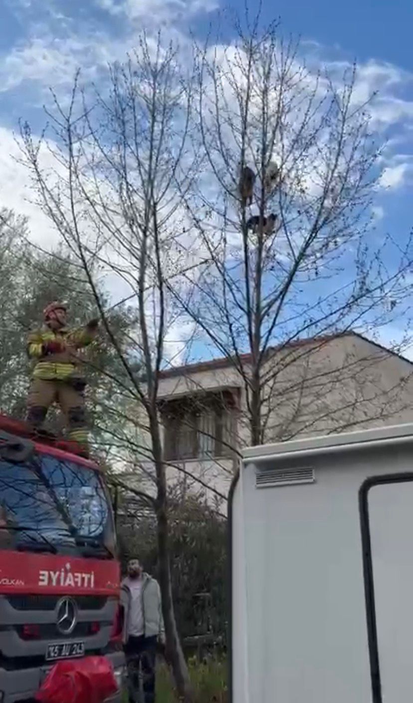 Turgutlu’da İç Isıtan Görüntüler Üçüz Kedilerin İmdat Çığlığı Yanıtsız Kalmadı (1)-1