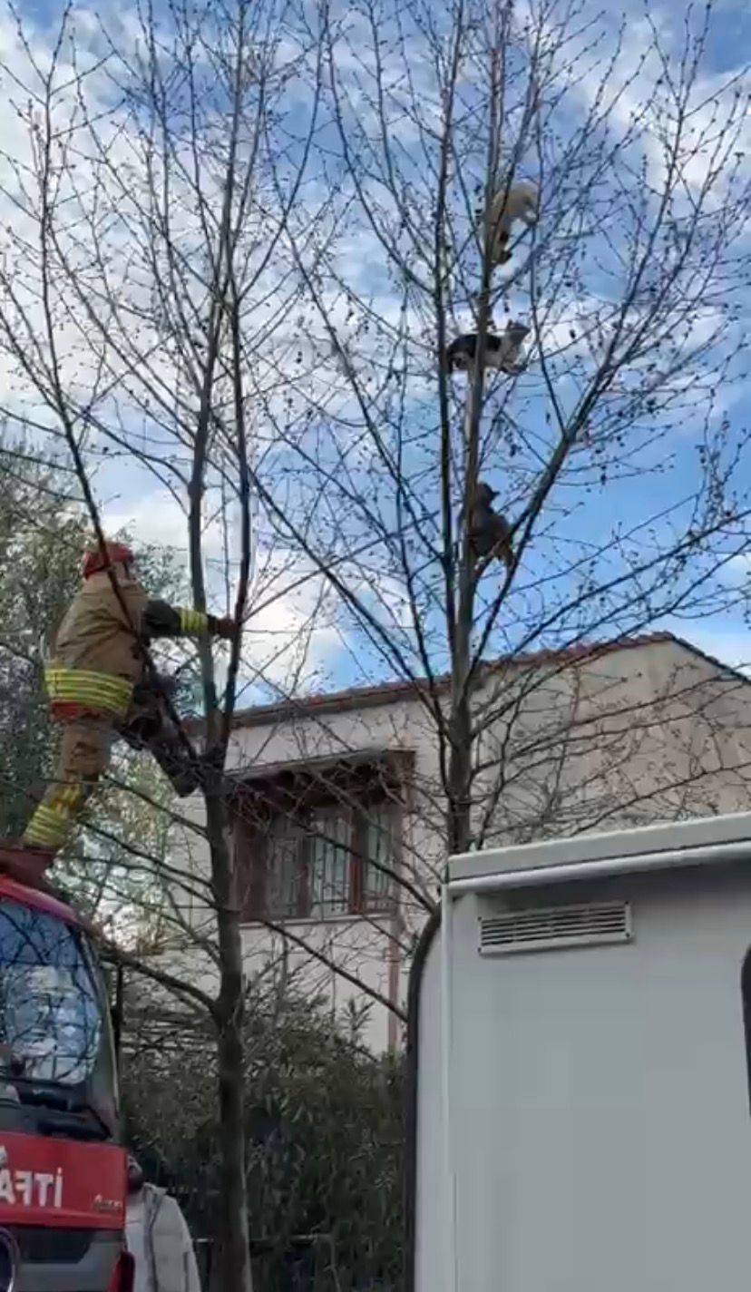 Turgutlu’da İç Isıtan Görüntüler Üçüz Kedilerin İmdat Çığlığı Yanıtsız Kalmadı (2)