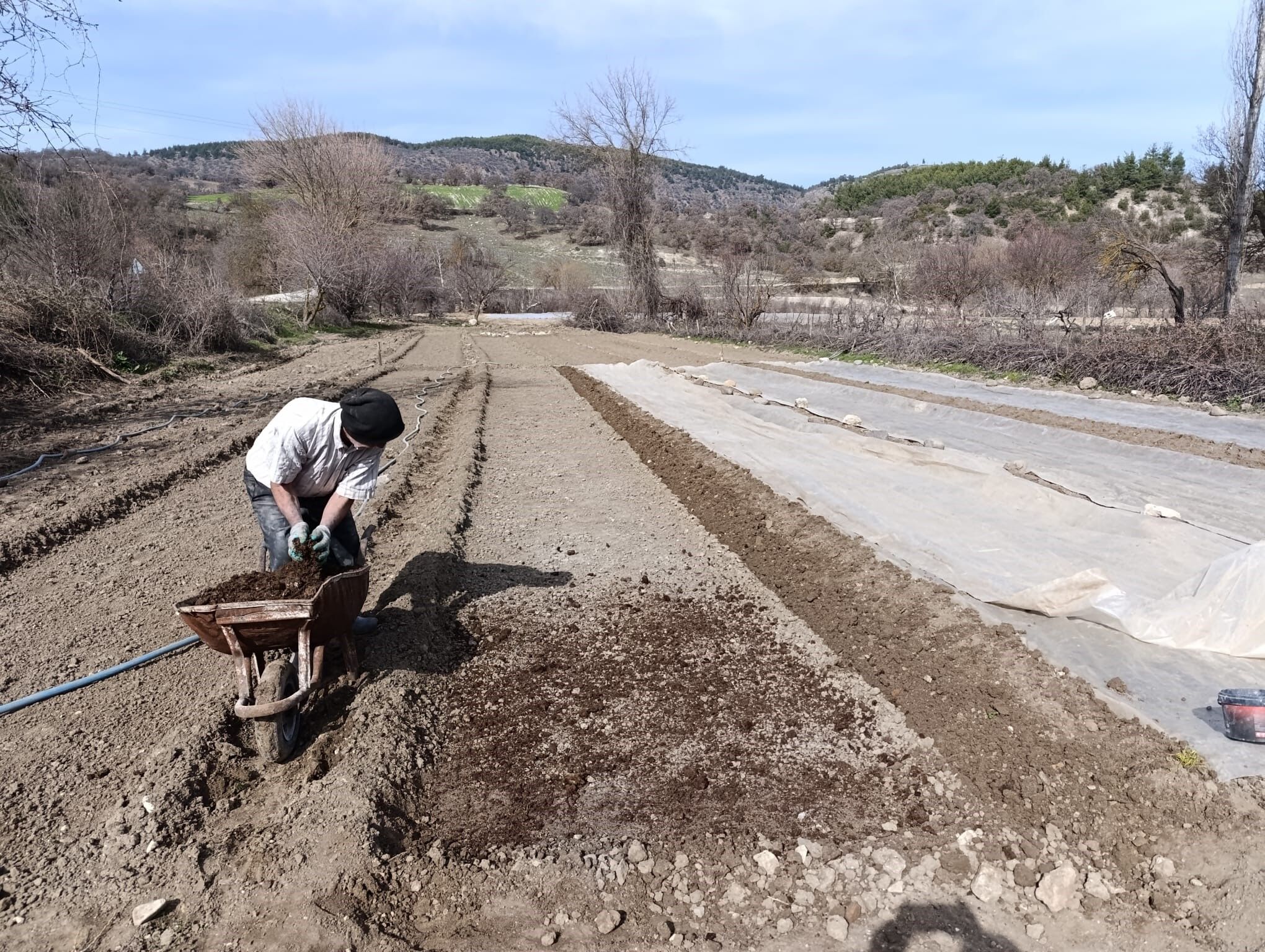 Yeni Sezon Tütük Hazırlık (1)