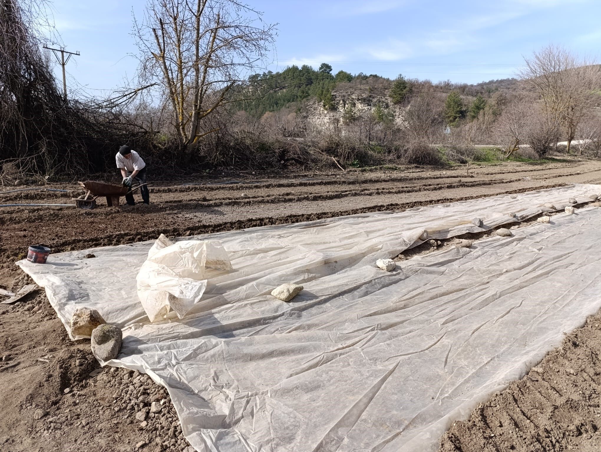 Yeni Sezon Tütük Hazırlık (2)