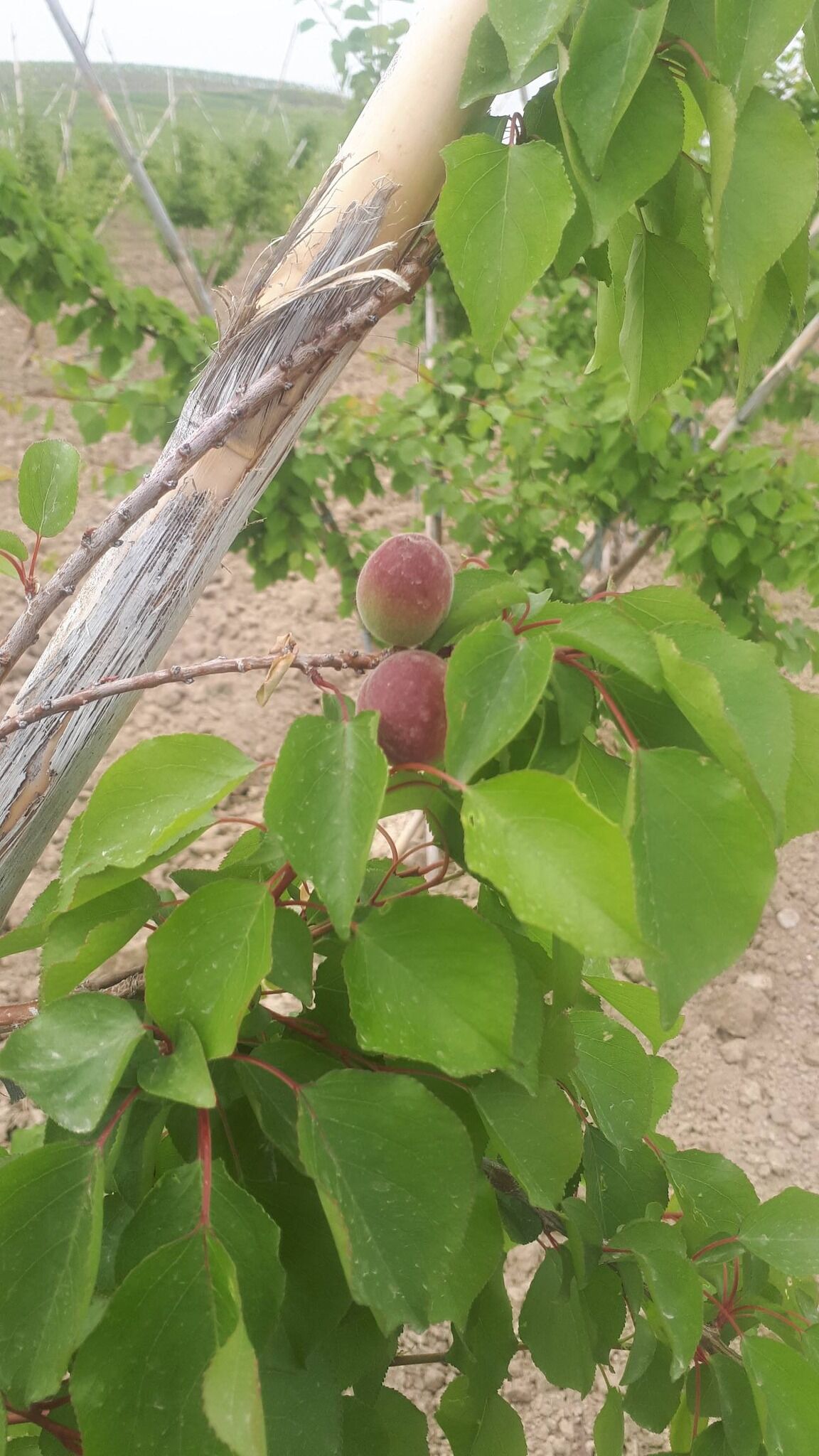 660466035 1386513490160202 8528708011146577195 N