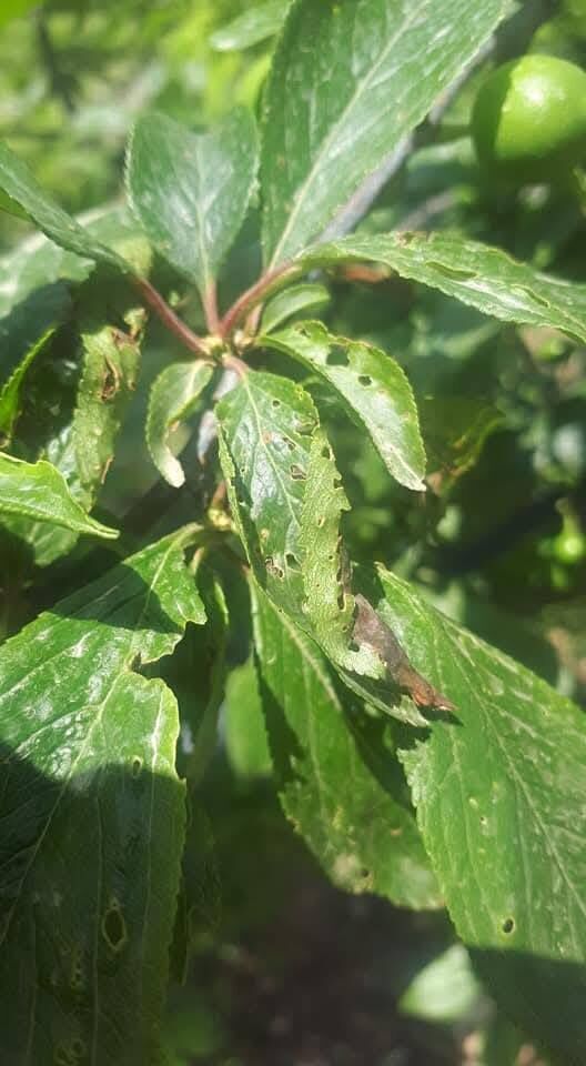 667710892 1386513423493542 2275414501124414585 N