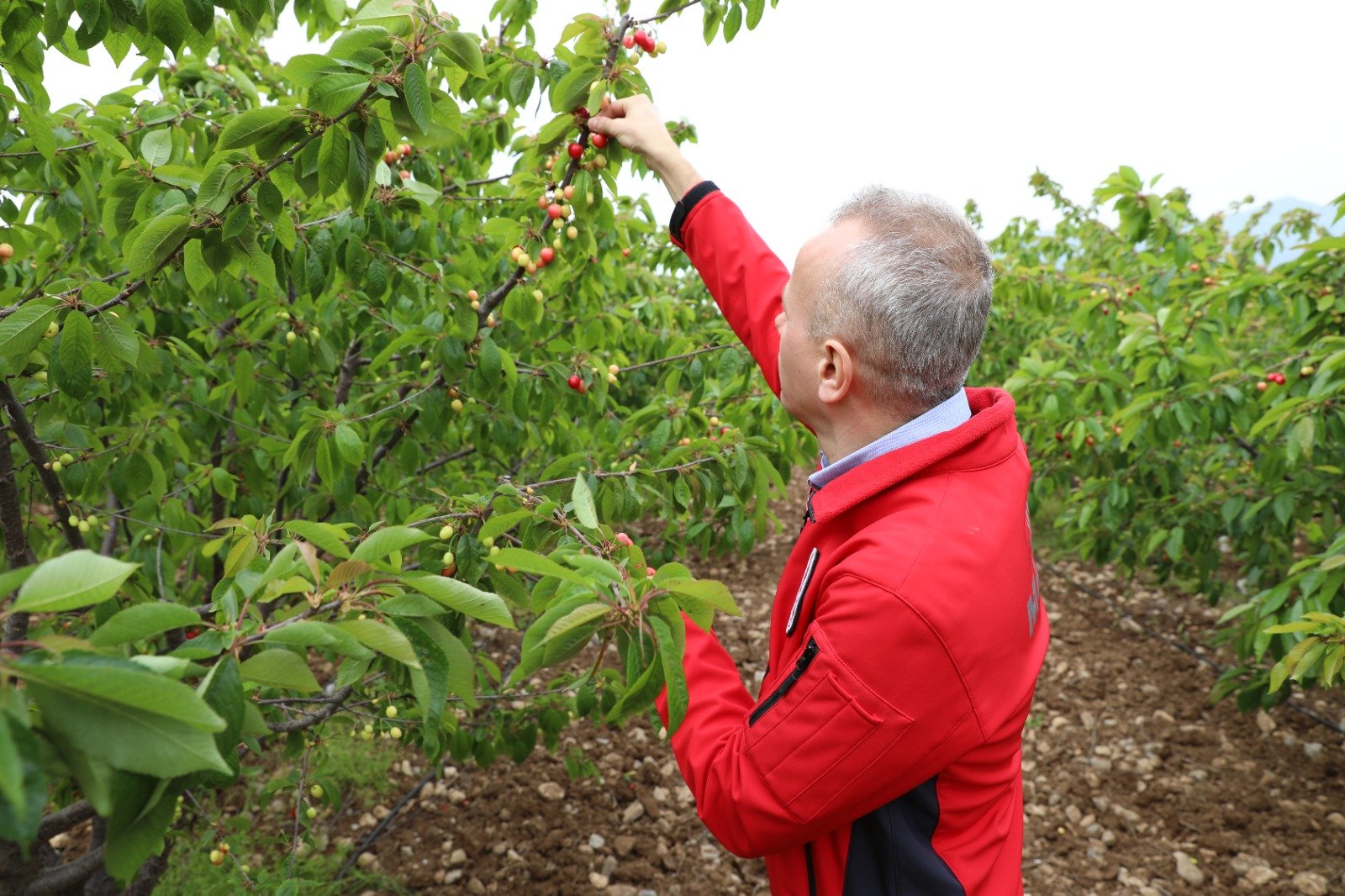 Kuzey Yarım Küre'de ilk hasat Manisa'da gerçekleşti-.1