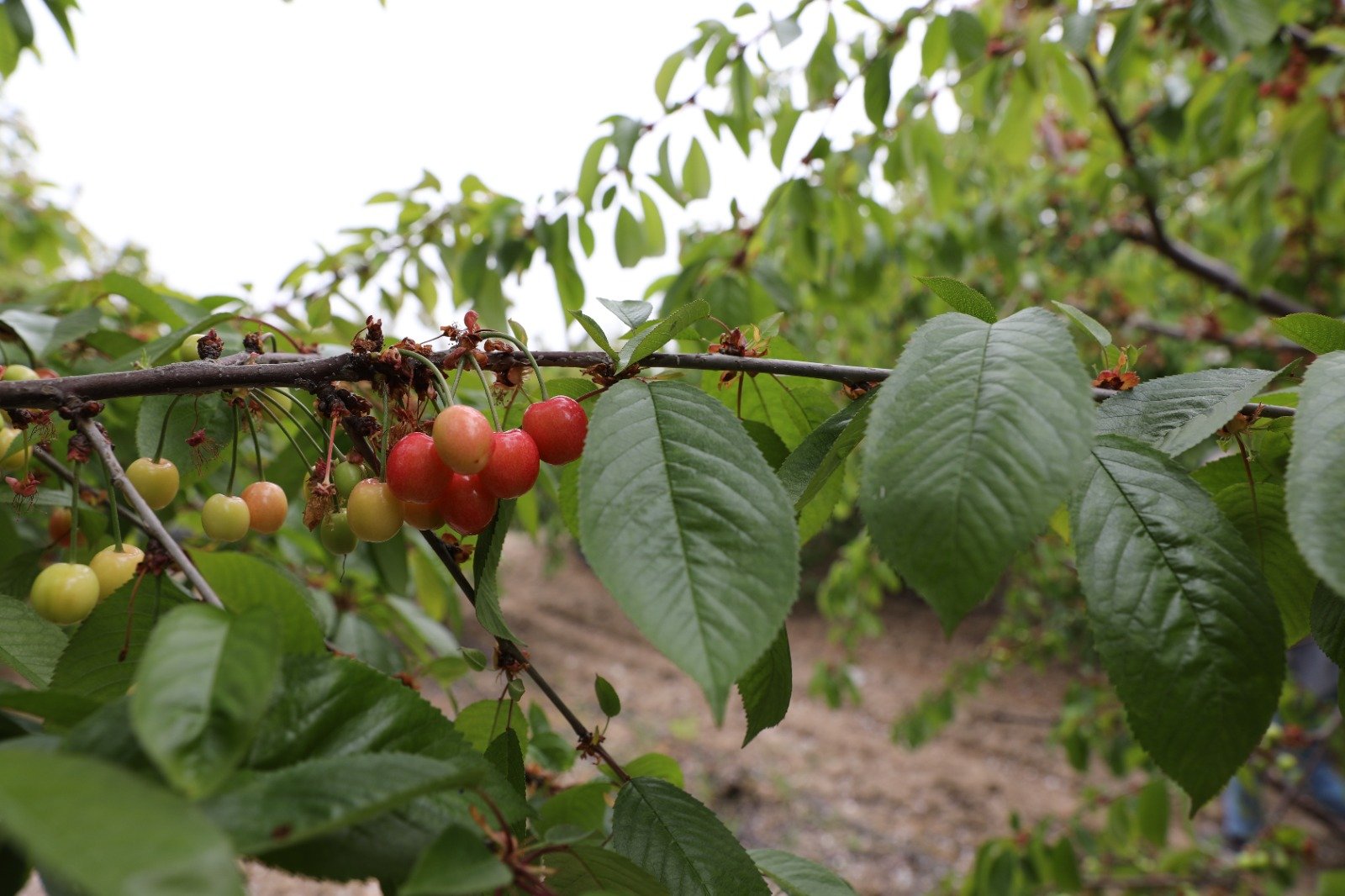 manisa kiraz hasadı -1