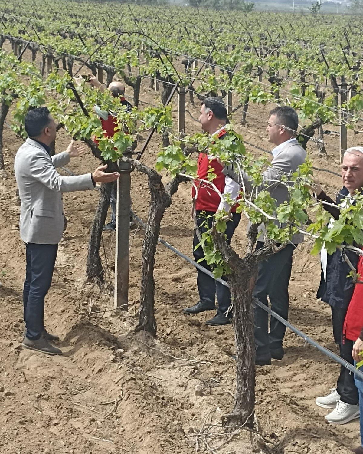 TARİŞ'ten alım garantisi: '3 K’lı Üzüm Yetiştiriciliği'-.2.2