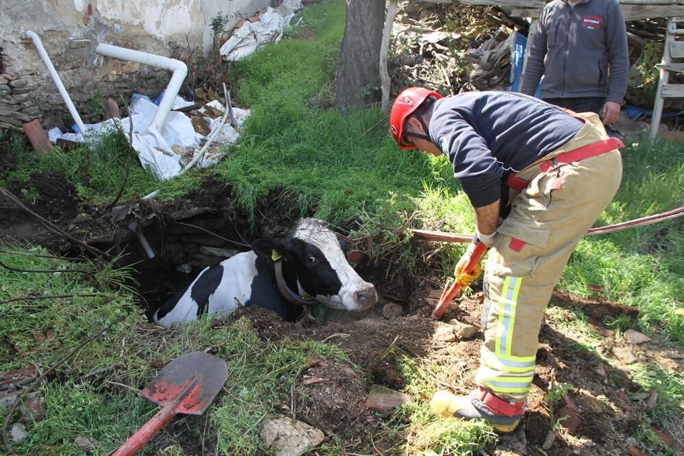 Manisa'da kuyuya düşen gebe inek için seferber oldular!