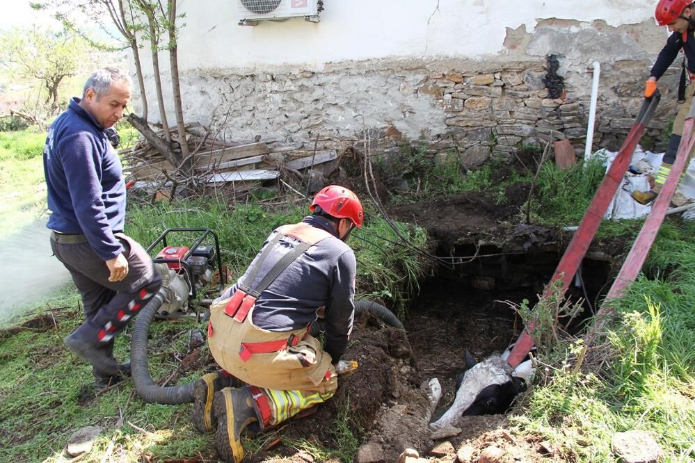 Manisa'da kuyuya düşen gebe inek için seferber oldular!