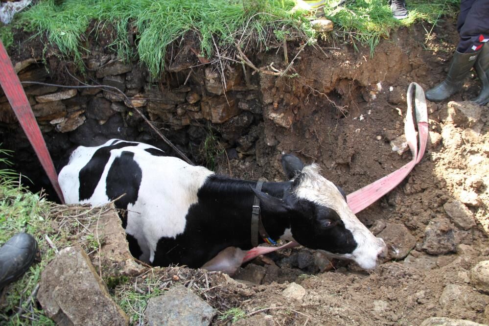 Manisa'da kuyuya düşen gebe inek için seferber oldular!-2