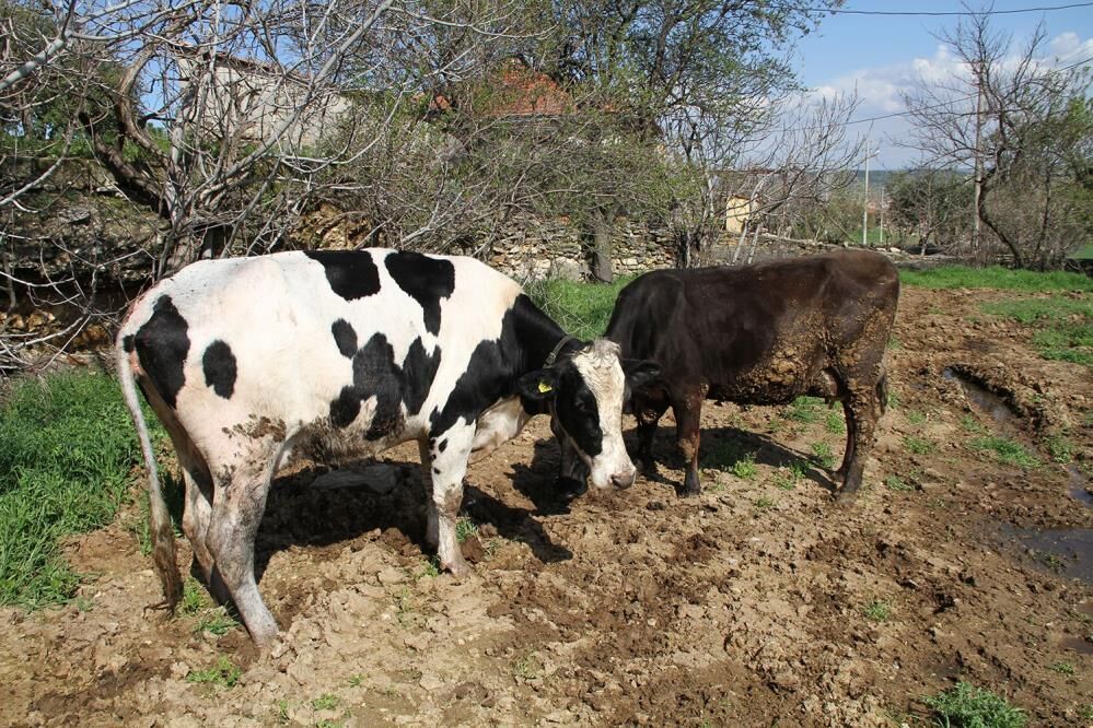Manisa'da kuyuya düşen gebe inek için seferber oldular!