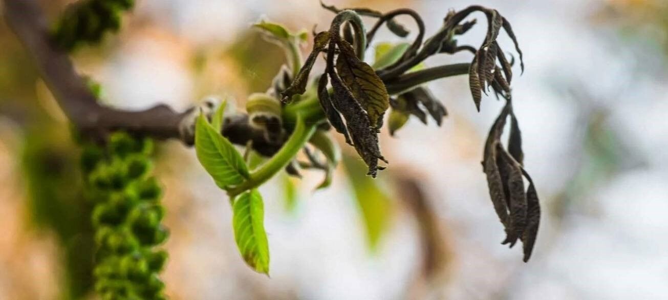 Manisalı çiftçilerin korkulu rüyası geri döndü!-2