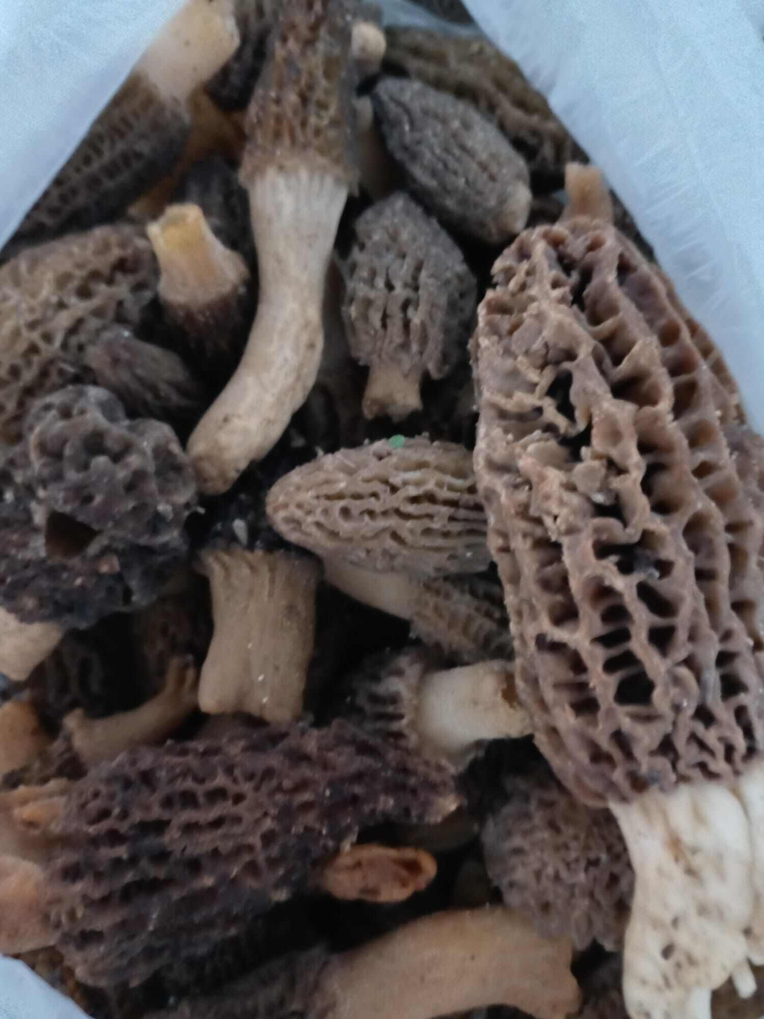 Kuzugöbeği bulan altın bulmuş gibi seviniyor-1