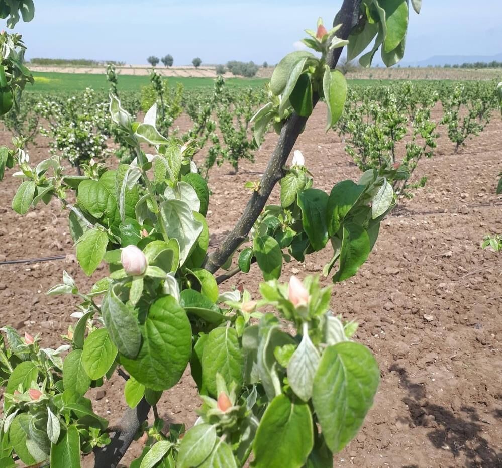 Manisa'da üreticilere kritik uyarı: 'Mücadele zamanı geldi'