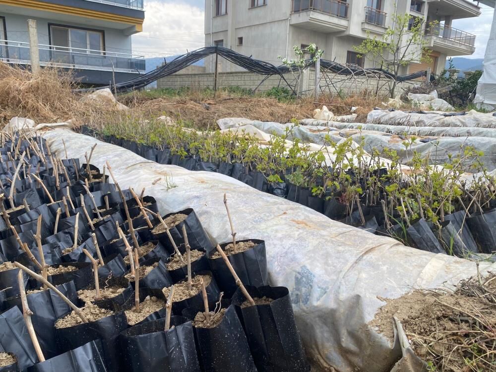 Sarıgöl'de Öğrencilerden Tarıma Önemli Katkı-1