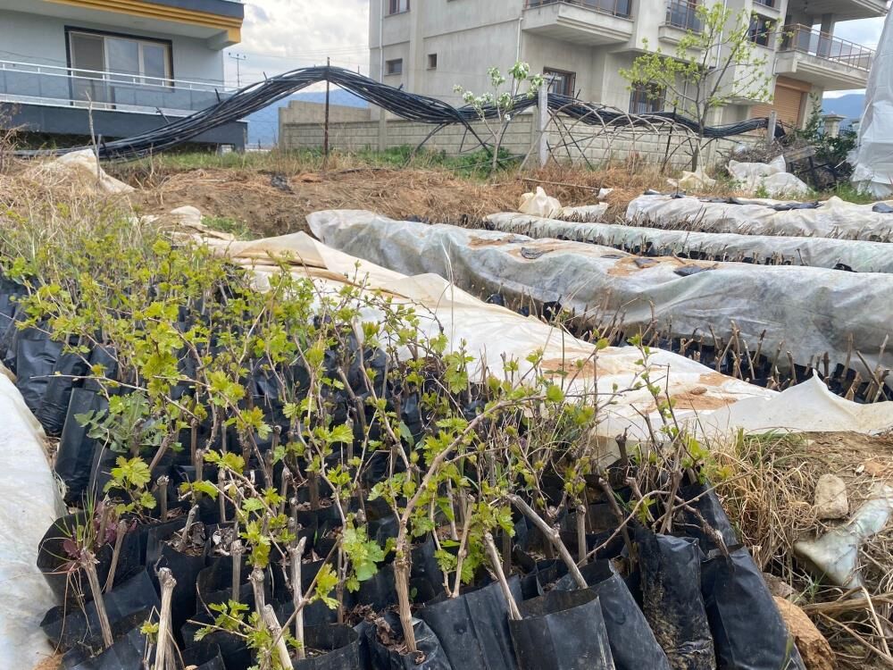 Sarıgöl'de Öğrencilerden Tarıma Önemli Katkı-2