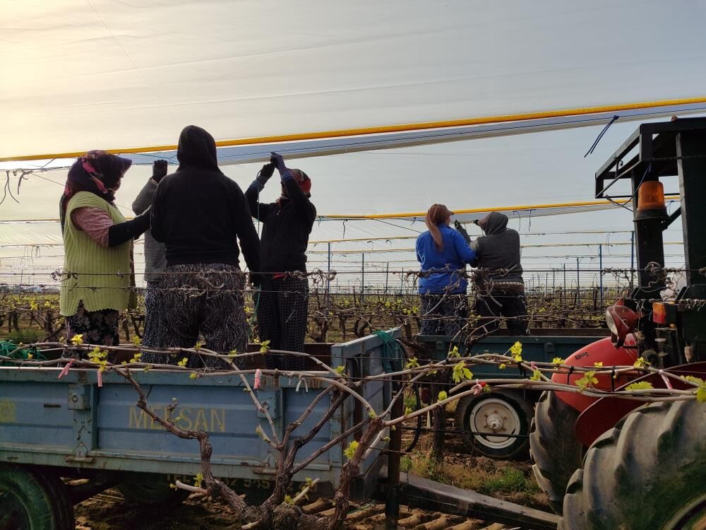 Sarıgöl bağları dolu tülleriyle koruma altına alındı!-1