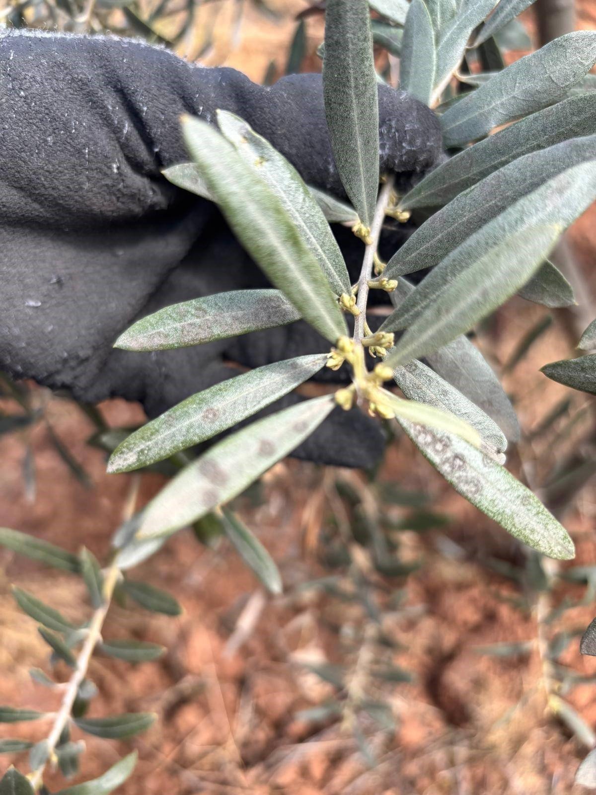 Salihli’de zeytin üreticilerine 'halkalı leke' uyarısı-.3.1