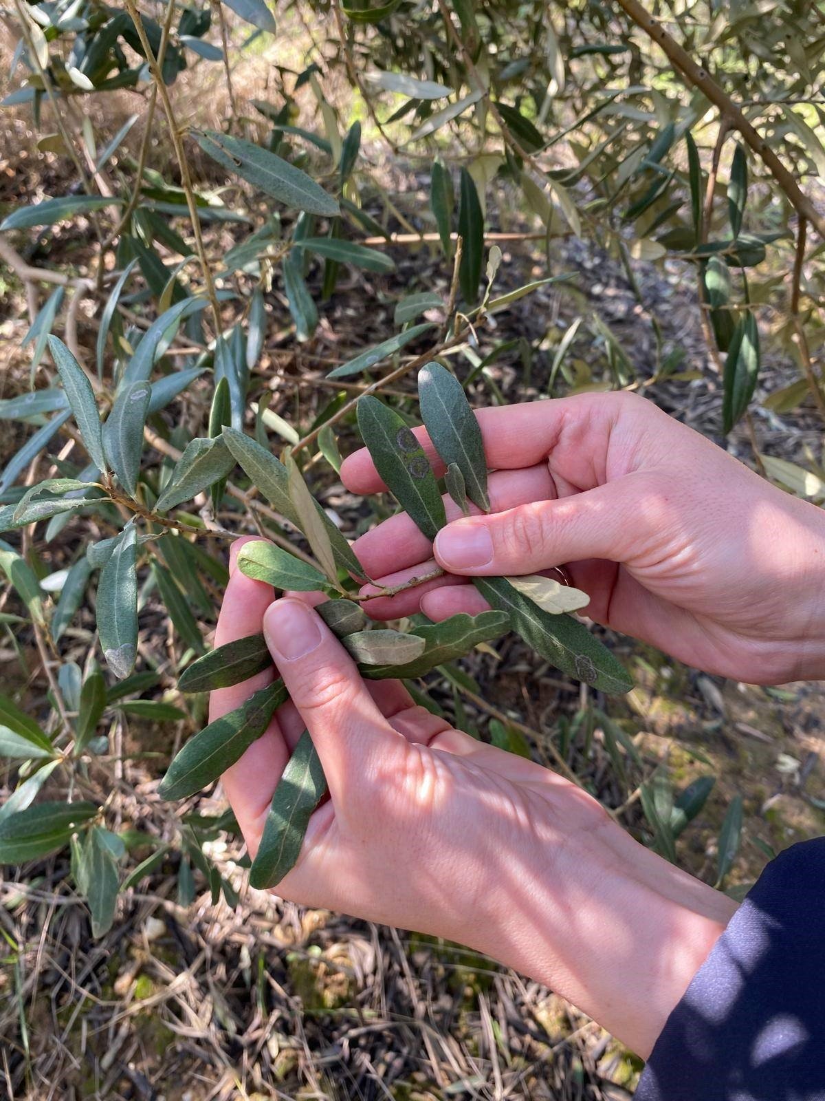 Salihli’de zeytin üreticilerine 'halkalı leke' uyarısı-.1